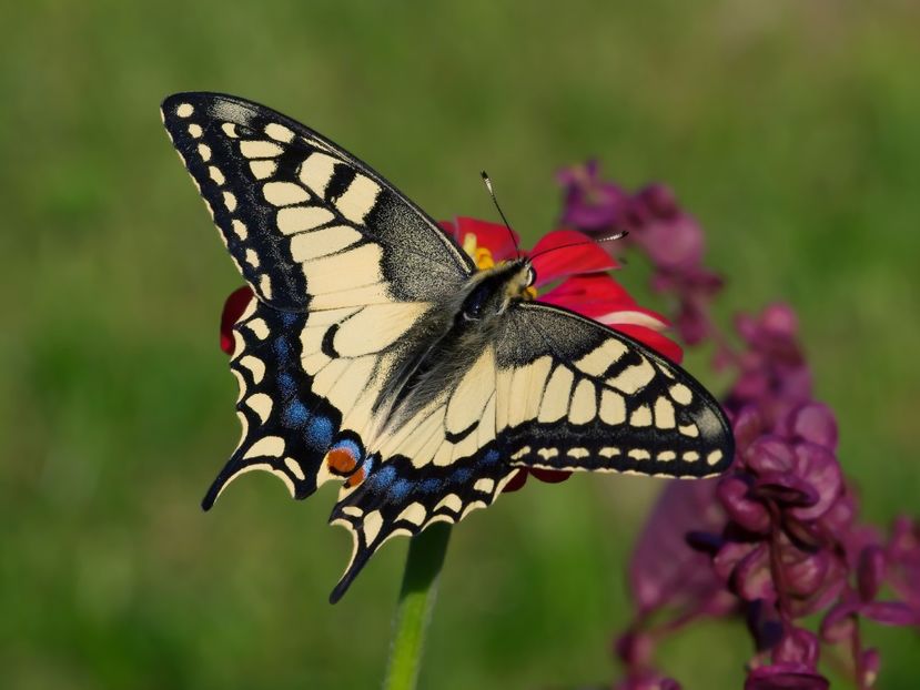 Papilio machaon (Fluturele Mahaon) - Fluturi din Romania