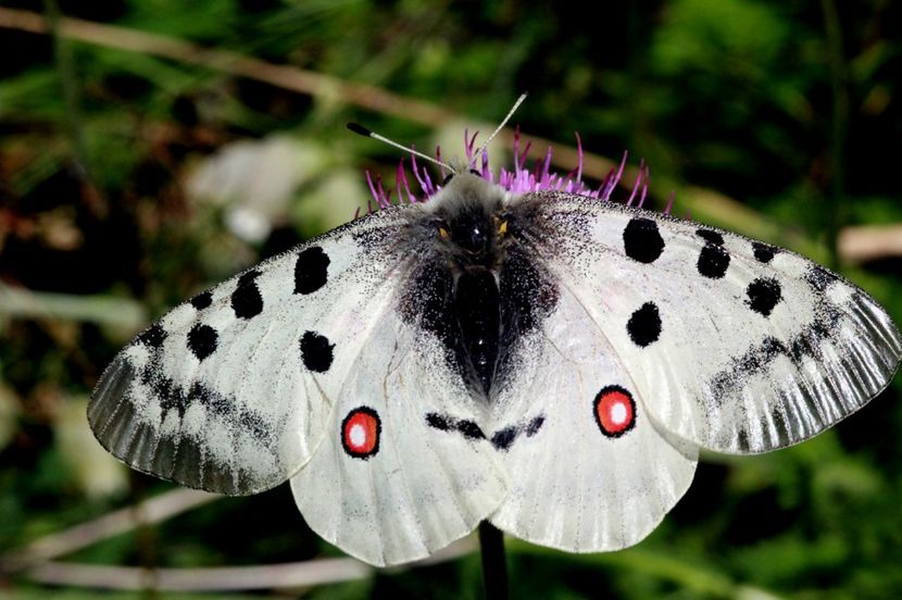 Parnassius apollo rosenius (Fluturele Apollo) - Fluturi din Romania