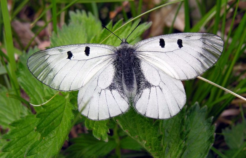 Parnassius mnemosyne (Fluturele Apollo negru) - Fluturi din Romania