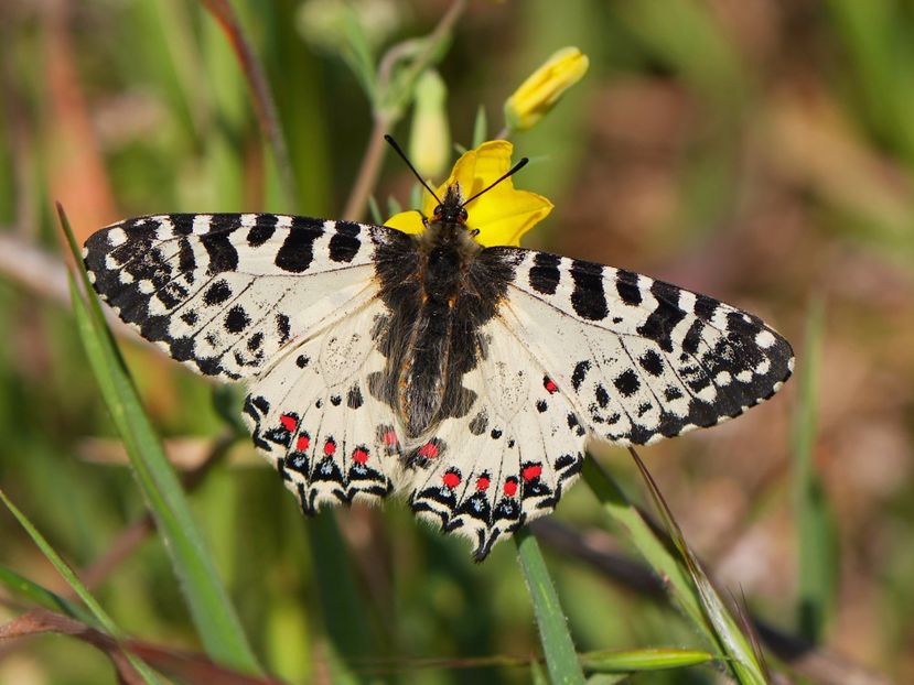 Zerynthia cerisyi (Eastern festoon) - Fluturi din Romania