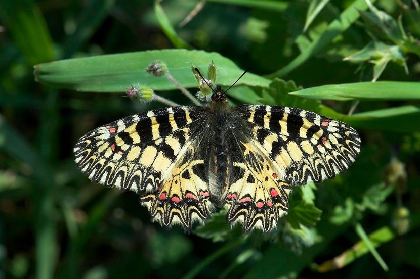 Zerynthia polyxena (Fluturele Polixena) - Fluturi din Romania