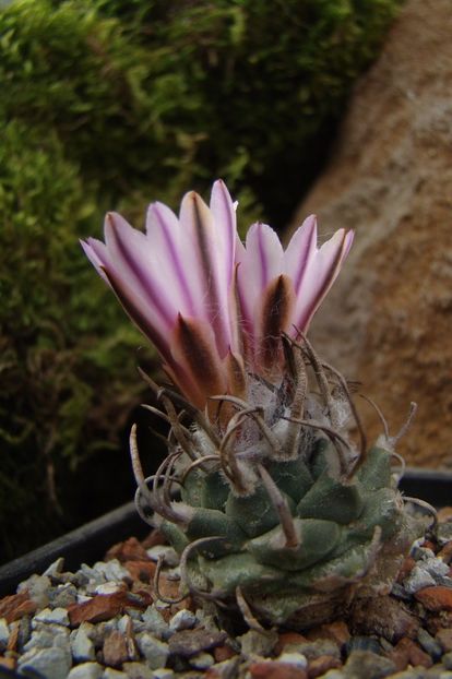 Turbinicarpus - Turbinicarpus