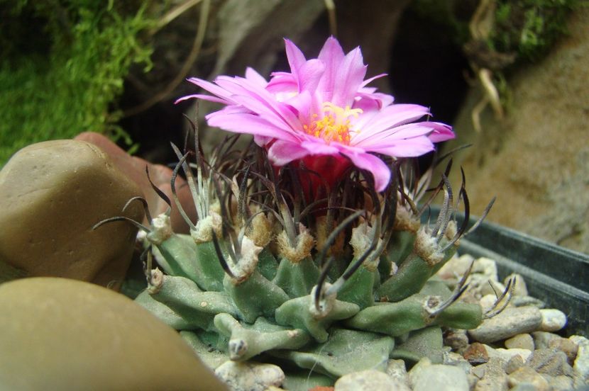 Turbinicarpus alonsoi - Turbinicarpus