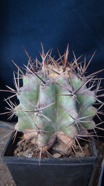 Echinocactus ingens - Echinocactus