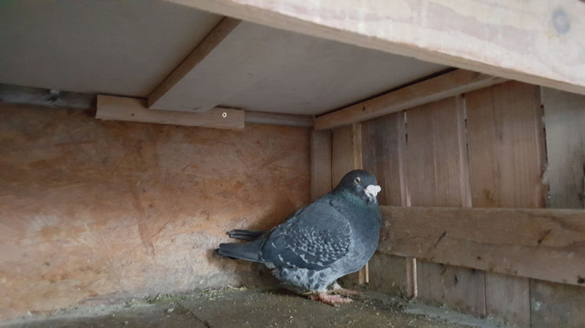  - Matca Masculi 2017