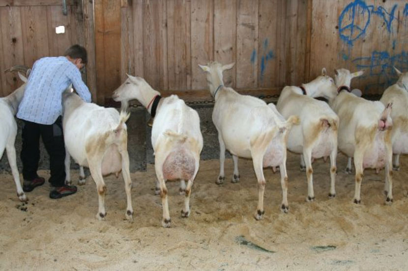 Saanen la stand-u76 - Rase de oi si capre poze deosebite 13