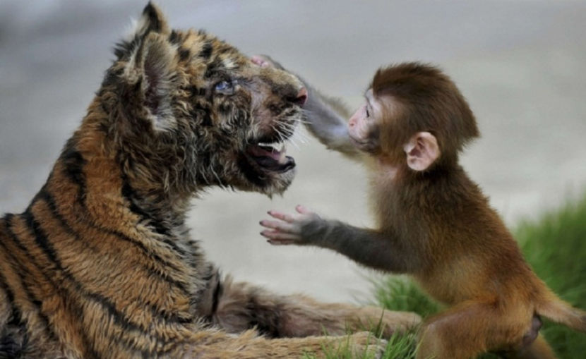 de ce plângi frățioare?!...