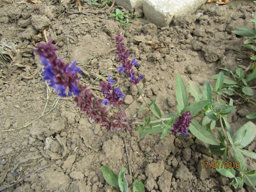 Stachys officinalis