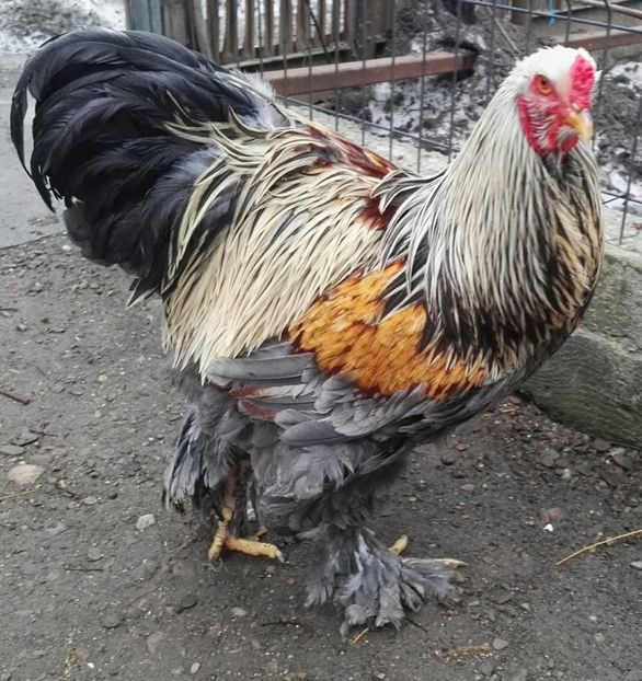  - Oua pentru incubat de vanzare