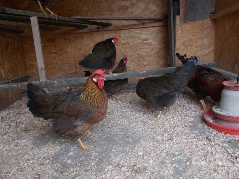  - Italiana potirnichie