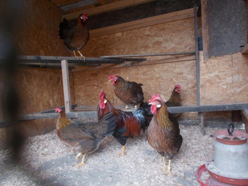  - Italiana potirnichie