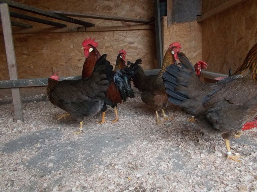  - Italiana potirnichie