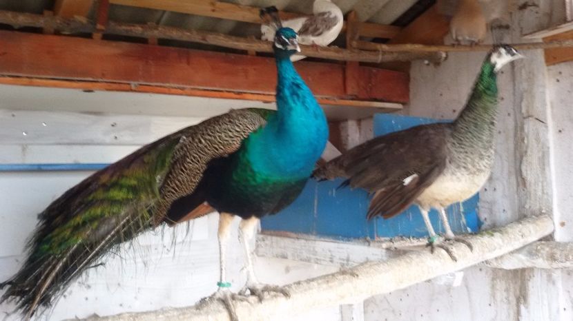 05.02.2017 - PAUNI INDIA BLUE