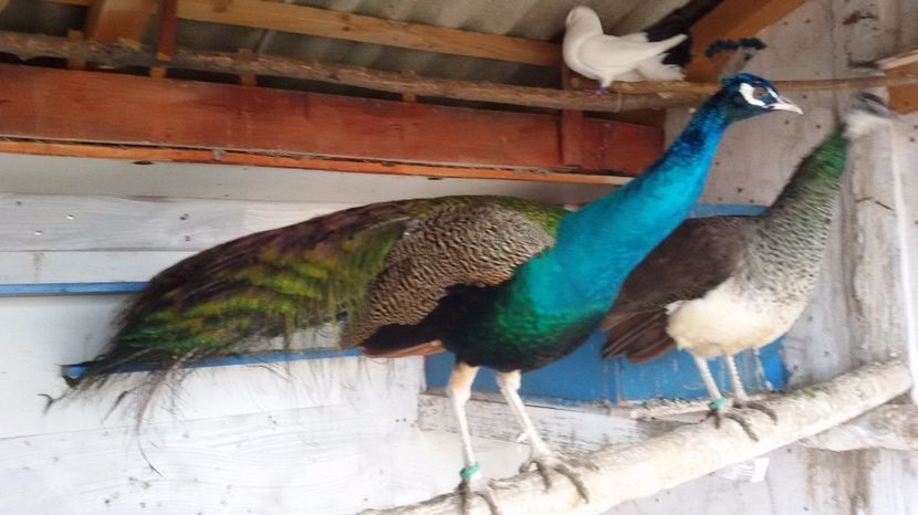 05.02.2017 - PAUNI INDIA BLUE