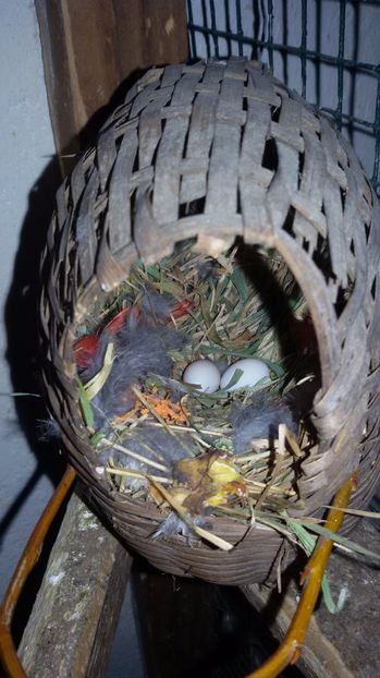 05.02.2017 - ZEBRE AUSTRALIENE