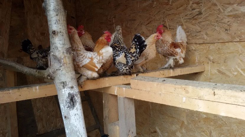 05.02.2017 - MII DE FLORI