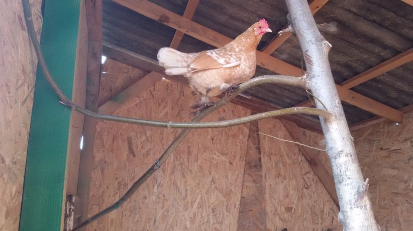 05.02.2017 - MII DE FLORI