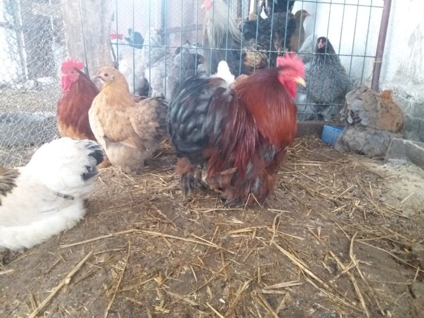 20170205_141049 - Copy - Cochin pitic 2017