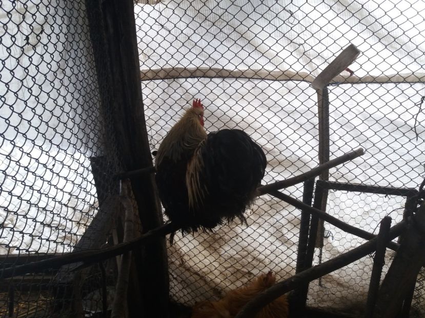 20170205_141135 - Copy - Cochin pitic 2017