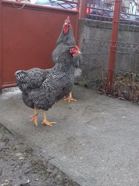  - PLYMOUTH ROCK-BARAT 2016-2017