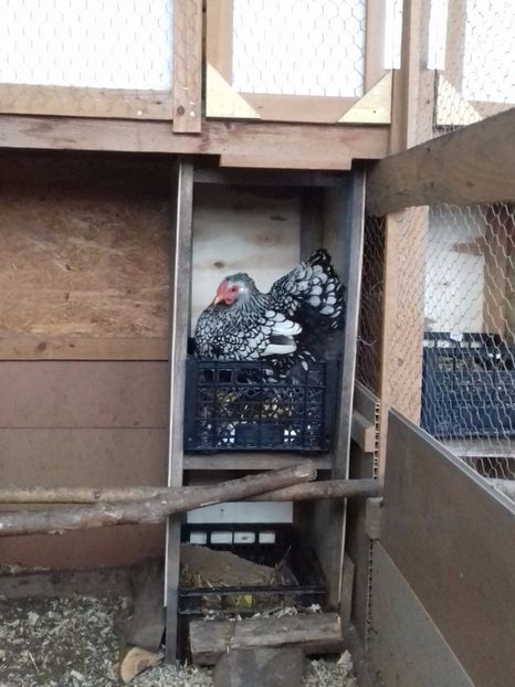  - WYANDOTTE ARGINTIU 2016-2017