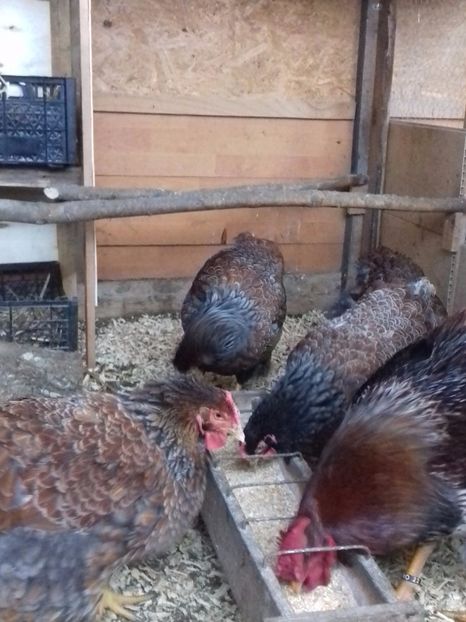  - WYANDOTTE ROSU-ALBASTRU 2016-2017