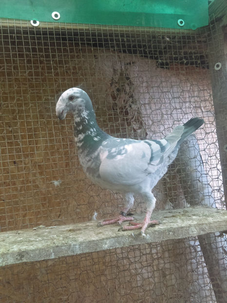 F 2016 - Voiajori germani de frumusete- Femele