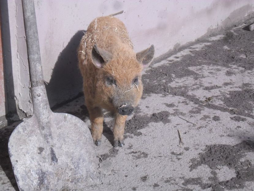 SAM_0168 - MANGALITU