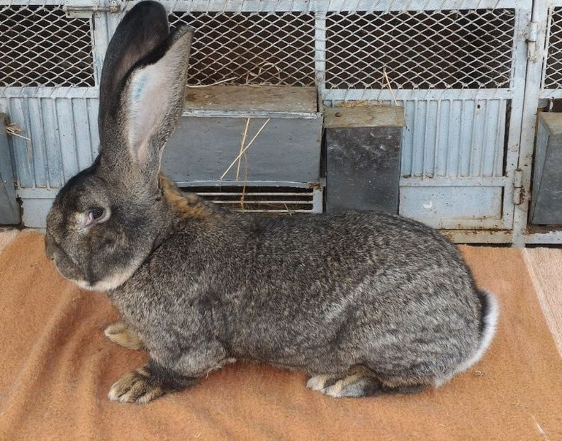 Tatal M1 - RO 76 1520 - Cuiburi 2016 2017