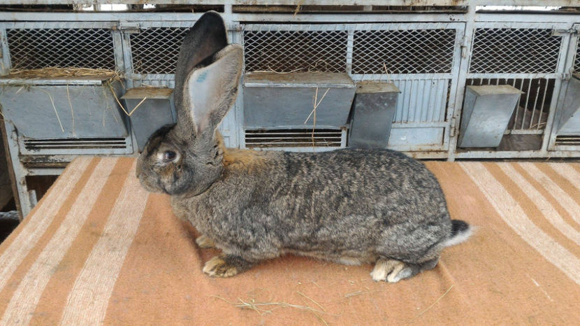 Mama - F5 - B776 55101 - Cuiburi 2016 2017