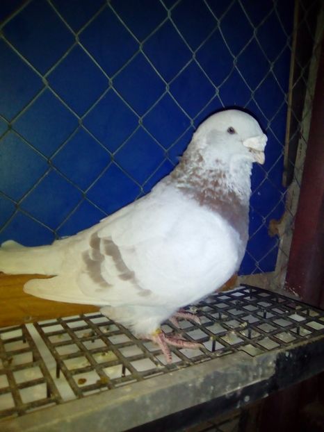  - porumbei de vanzare