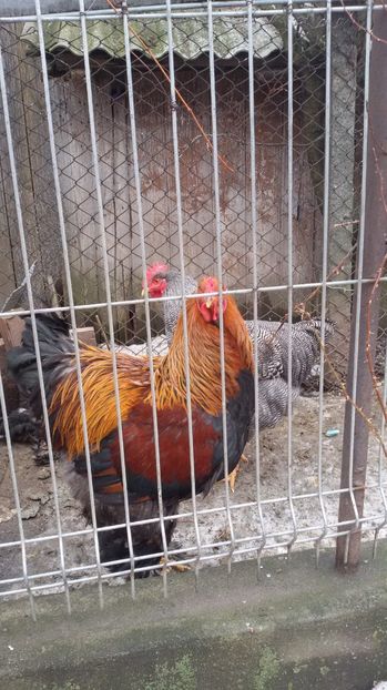  - Brahma potrarnichiu 2017