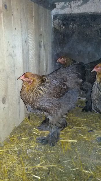  - Brahma potrarnichiu 2017