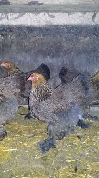  - Brahma potrarnichiu 2017