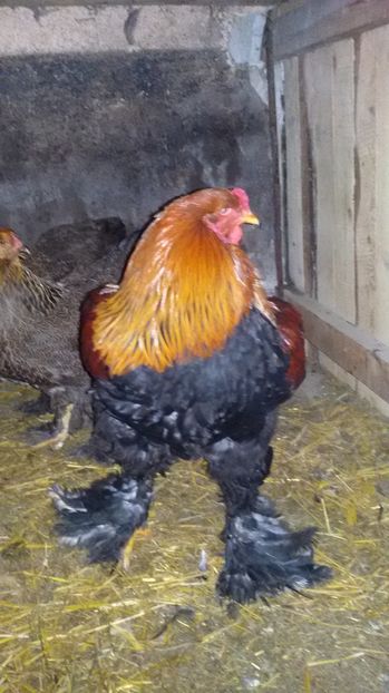  - Brahma potrarnichiu 2017