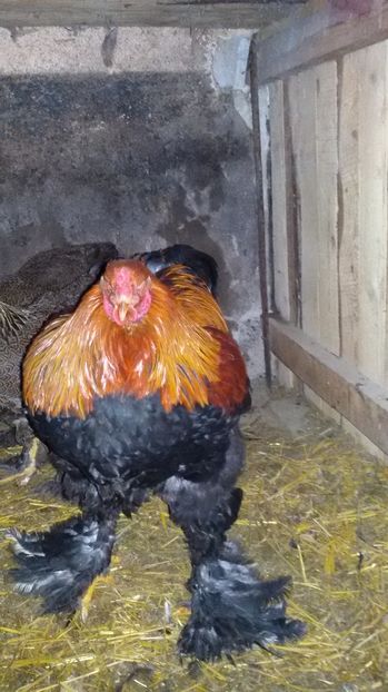  - Brahma potrarnichiu 2017