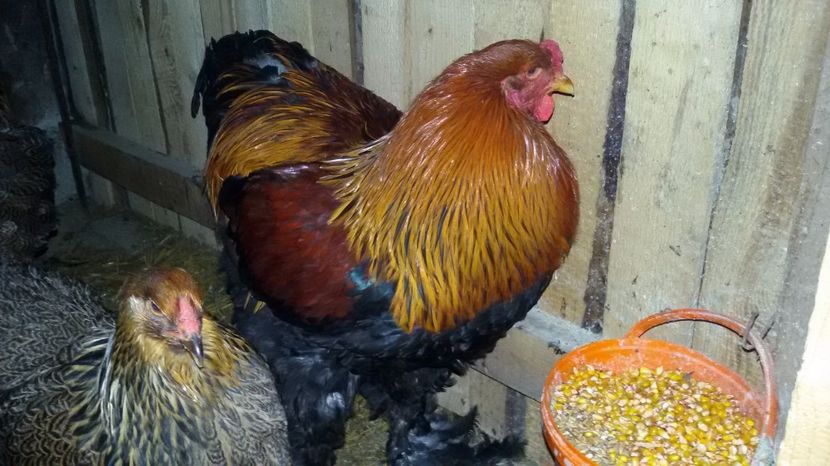  - Brahma potrarnichiu 2017