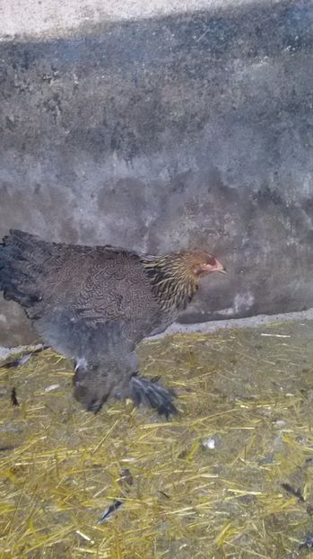  - Brahma potrarnichiu 2017