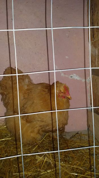  - Cochinchina galben 2017