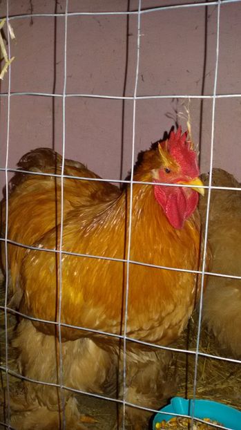  - Cochinchina galben 2017