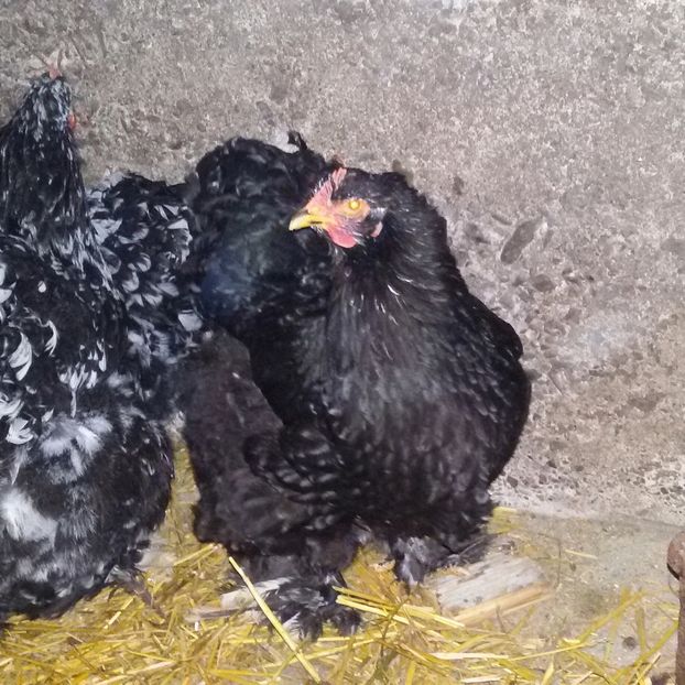 20170205_125305-1 - Cochinchina Bobat 2017