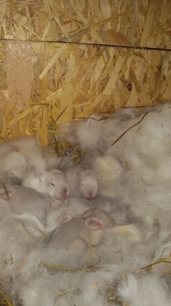  - Femele Californian 2017