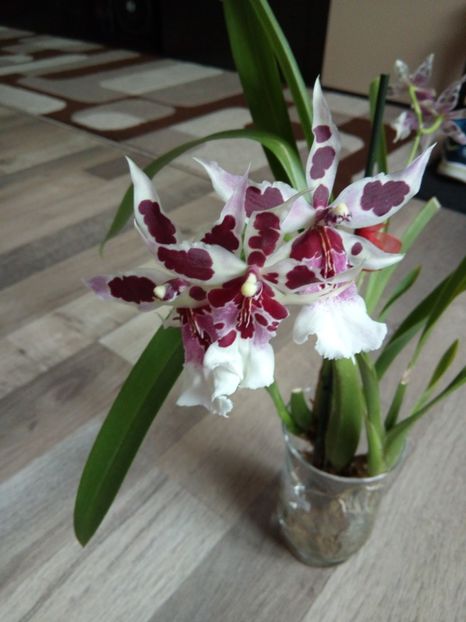  - florile mele dragi