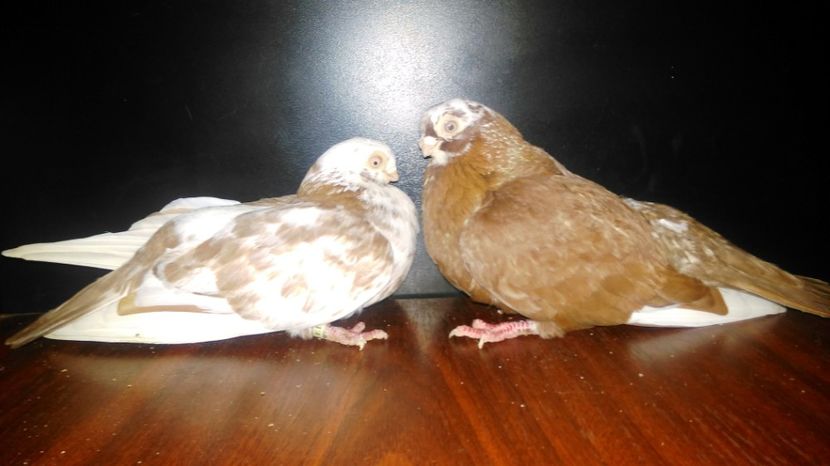 pestriti pe rosu, dr M, stg F - Cupluri matca 2017