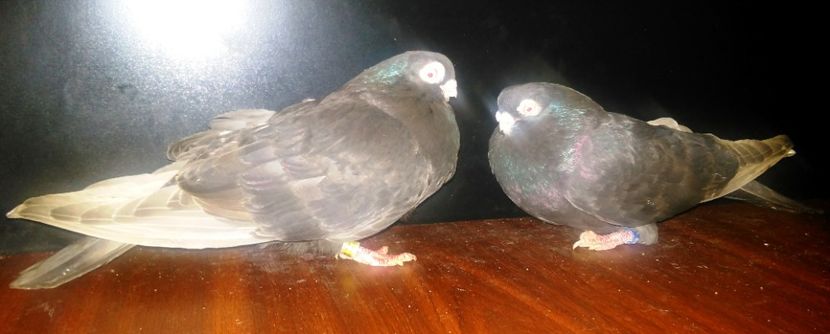 ciocolatii, dr M, stg F - Cupluri matca 2017