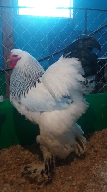  - Brahma Herminat Deschis 2017 nr1