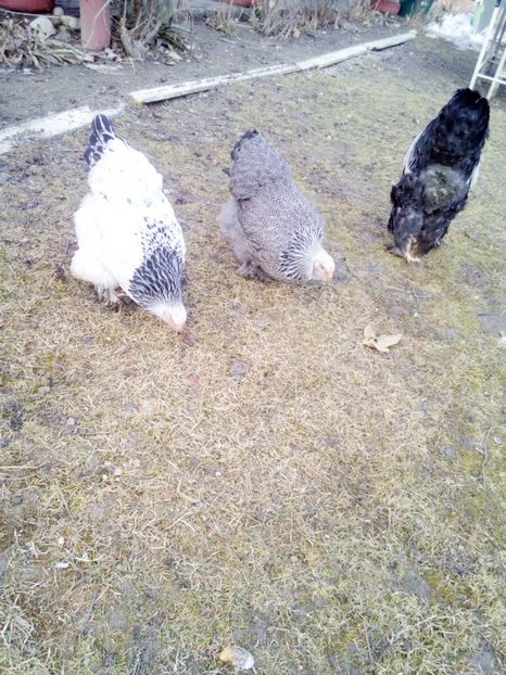  - Gaini brahma pt 2017