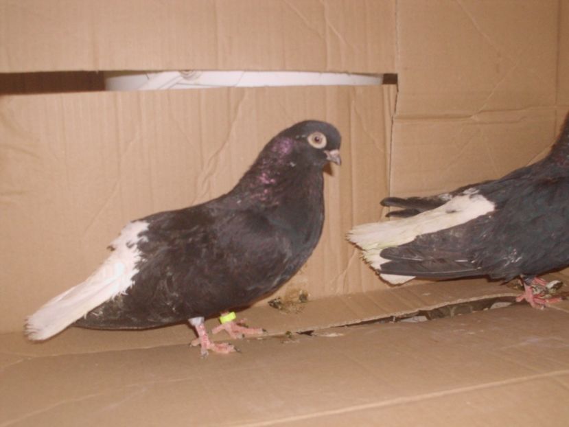  - NEGRI CODALBI DE VINZARE