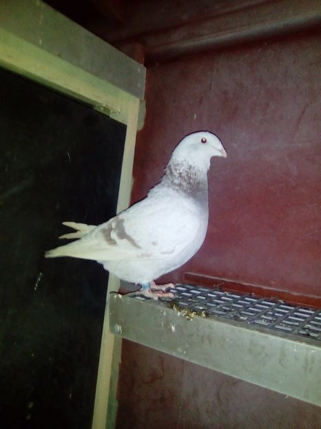  - porumbei de vanzare