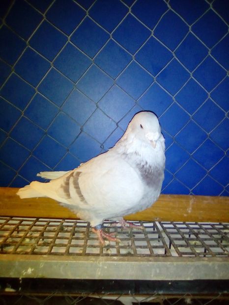  - porumbei de vanzare